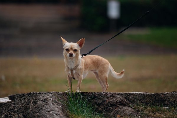 Adapter la balade à l'âge de votre chien