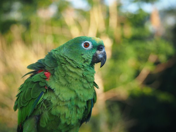 Chiens malades et handicapés : l'importance du parrainage